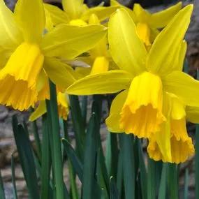 February Gold Daffodil (Narcissus cyclamineus February Gold) Img 3